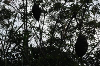Full day hikes, Cycles, Kayaks & swims in Cat Ba National park - Frog Pond: the most memorable nature stop