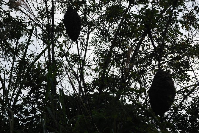 Full day hikes, Cycles, Kayaks & swims in Cat Ba National park - Frog Pond: the most memorable nature stop