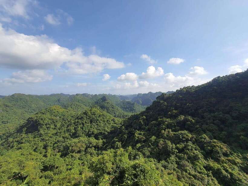 Half Day Hiking to Cat Ba National Park with a Guide - Key highlights worth clocking before you go