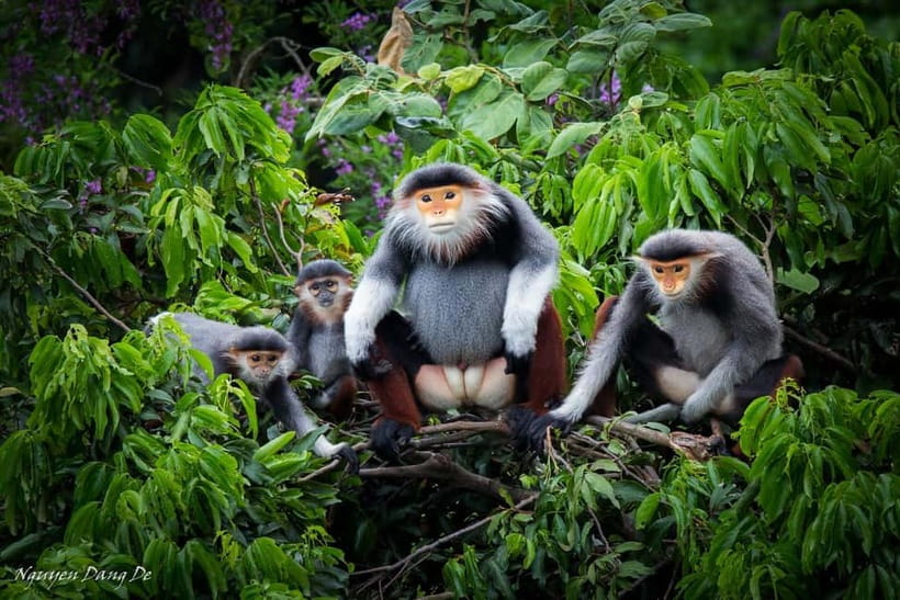Ninh Binh: Cuc Phuong Jungle Hike & Wildlife Day Trip - Why this Cuc Phuong day feels different from Ninh Binh